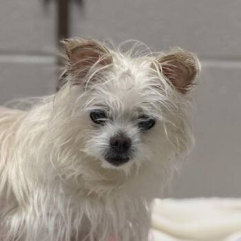 Madame Mordecai -  Yorkshire Terrier and Chihuahua Dog for Adoption in Sacramento, California - Madame Mordecai | PetCurious