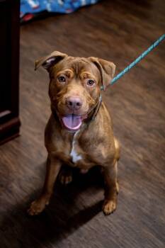 Rescue Labrador Retriever and Pit Bull Terrier Dogs for Adoption in Frankfort, New York - Fetch | PetCurious