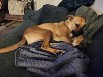 Boudreaux -  Mixed Breed Dog for Adoption in Colorado Springs, Colorado - Boudreaux | PetCurious