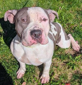 Rescue Pit Bull Terrier Dogs for Adoption in Akron, Ohio - ASTRO | PetCurious