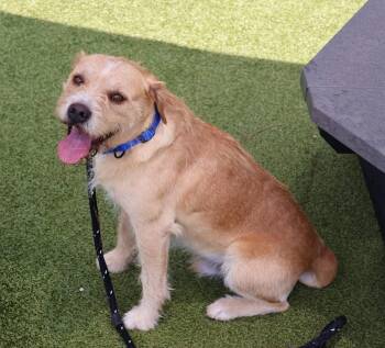 Samuel Athens -  Schnauzer Dog for Adoption in Rockaway, New Jersey - Samuel Athens | PetCurious