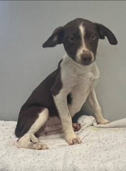 Hound Dogs Available for Adoption in Pryor, Oklahoma - Slimy | PetCurious