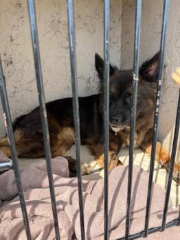Lala -  German Shepherd Dog and Chow Chow Dog for Adoption in Gallatin, Tennessee - Lala | PetCurious