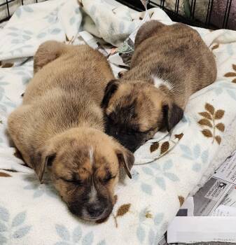 Rescue Terrier Dogs for Adoption in Momence, Illinois - Snicker & Doodle | PetCurious