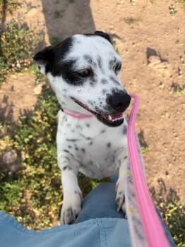Leslie Knope -  Cattle Dog and Mixed Breed Dog for Adoption in Fort Collins, Colorado - Leslie Knope | PetCurious