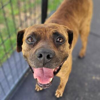 Mixed Breed Dogs Available for Adoption - Jolene | PetCurious