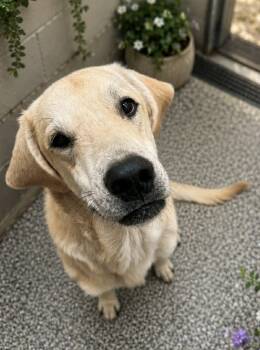 Quentin -  Yellow Labrador Retriever Dog for Adoption in Bowie, Texas - Quentin | PetCurious