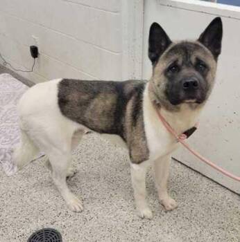 Jace -  Akita and Mixed Breed Dog for Adoption in Kansas City, Missouri - Jace | PetCurious