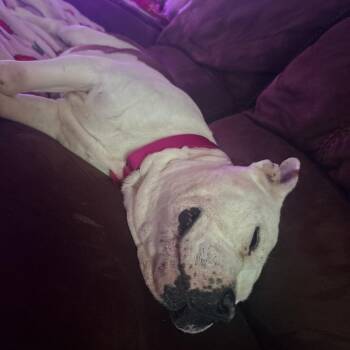 English Bulldog Dogs Available for Adoption - Ruby | PetCurious