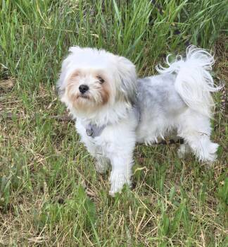 Llama -  Maltese Dog for Adoption in Jamestown, North Dakota - Llama | PetCurious