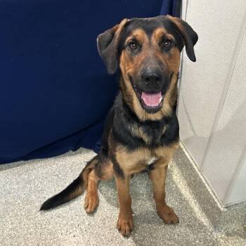 IVHS-Stray-139648 -  Shepherd and Rottweiler Dog for Adoption in San Gabriel, California - IVHS-Stray-139648 | PetCurious