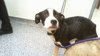 A1265082 -  Staffordshire Bull Terrier and Belgian Shepherd Malinois Dog for Adoption in Charlotte, North Carolina - A1265082 | PetCurious