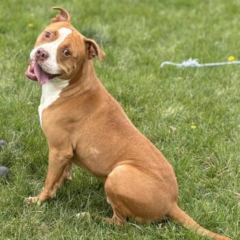 Spike -  Pit Bull Terrier Dog for Adoption in Marshalltown, Iowa - Spike | PetCurious
