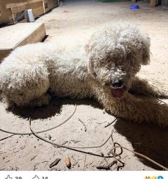 Doodle Bug - Foster home needed -  Poodle Dog for Adoption in Newport, Washington - Doodle Bug - Foster Home Needed | PetCurious