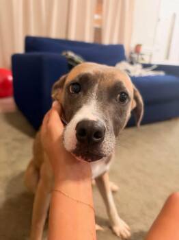 Splash -  Hound Dog for Adoption in Wando, South Carolina - Splash | PetCurious