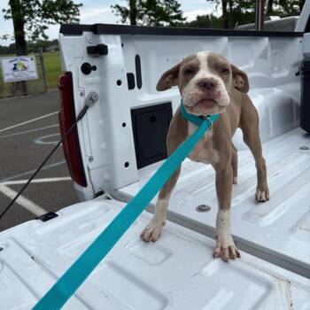 Stray - Woodsdale Rd 2 -  Pit Bull Terrier and Mixed Breed Dog for Adoption in Roxboro, North Carolina - Stray - Woodsdale Rd 2 | PetCurious