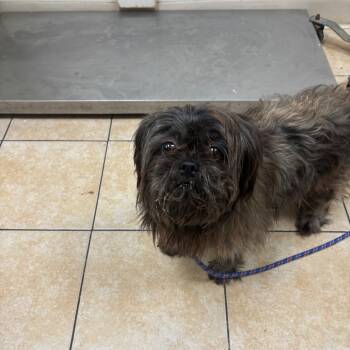Rescue Shih Tzu Dogs for Adoption in Pekin, Illinois - Hickory | PetCurious