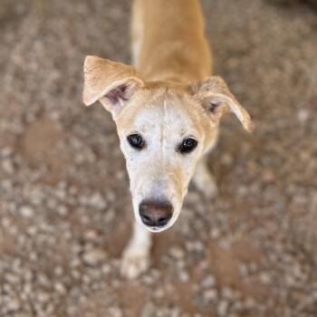 Labrador Retriever and Pit Bull Terrier Dogs Available for Adoption in Columbia, South Carolina - Luby | PetCurious