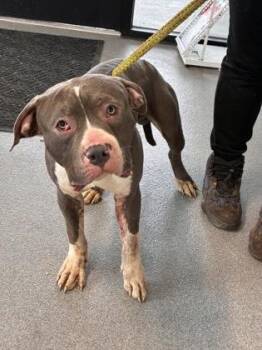 Mixed Breed Dogs Available for Adoption in West Chester, Pennsylvania - Gears | PetCurious