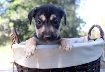 GENEVIEVE -  Shepherd Dog for Adoption in Broomfield, Colorado - GENEVIEVE | PetCurious
