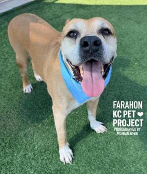 Farahon -  Pit Bull Terrier and Mixed Breed Dog for Adoption in Kansas City, Missouri - Farahon | PetCurious