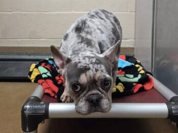 TRE -  French Bulldog Dog for Adoption in Martinez, California - TRE | PetCurious