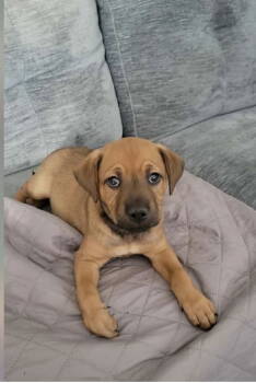 Rescue Labrador Retriever and Terrier Dogs for Adoption in Barnhart, Missouri - Autumn | PetCurious