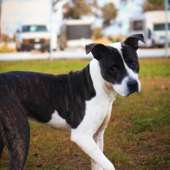 Frankenstein -  Pit Bull Terrier Dog for Adoption in Lake Jackson, Texas - Frankenstein | PetCurious