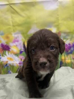 Standard Poodle and American Staffordshire Terrier Dogs Available for Adoption - Tumbleweed | PetCurious