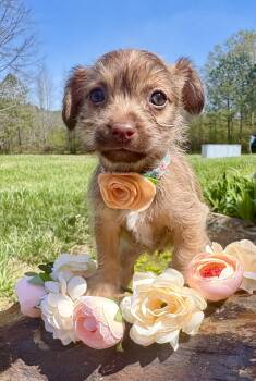 Chihuahua and Poodle Dogs Available for Adoption - Camellia | PetCurious