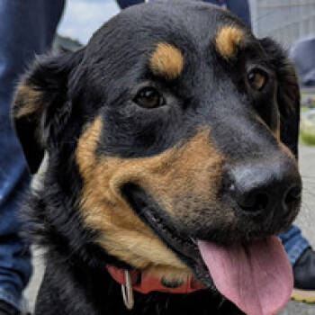 Rescue Basset Hound and Shepherd Dogs for Adoption in Fairfax, Virginia - Derby AB | PetCurious