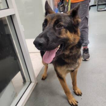 WAGS-Stray-22644 -  German Shepherd Dog Dog for Adoption in Westminster, California - WAGS-Stray-22644 | PetCurious