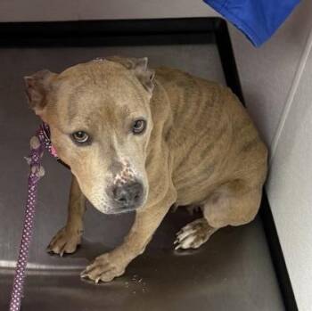 Mixed Breed Dogs Available for Adoption in West Chester, Pennsylvania - Chicken Noodle | PetCurious