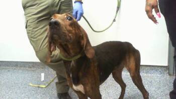 A1269374 -  Plott Hound Dog for Adoption in Charlotte, North Carolina - A1269374 | PetCurious