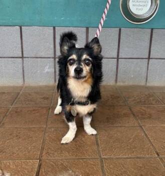 Parson Russell Terrier and Chihuahua Dogs Available for Adoption in Honolulu, Hawaii - Buddy | PetCurious