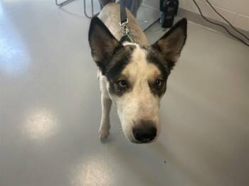 REX -  Siberian Husky Dog for Adoption in Ocala, Florida - REX | PetCurious