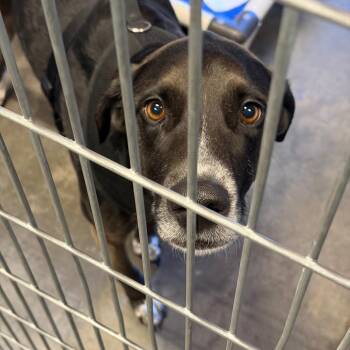 Beau -  Mixed Breed Dog Available for Adoption in Show Low, Arizona - Beau | PetCurious