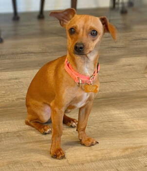 Rescue Chihuahua Dogs for Adoption in North Prairie, Wisconsin - **PETEY** | PetCurious