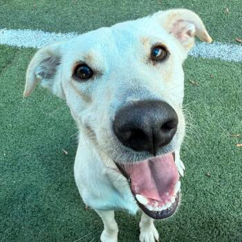 Butterscotch -  Mixed Breed Dog for Adoption in Memphis, Tennessee - Butterscotch | PetCurious