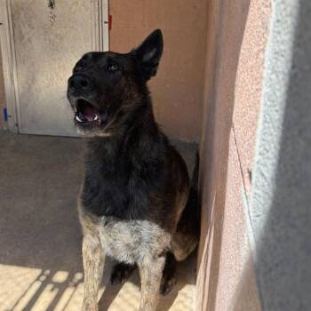 Shepherd and Belgian Shepherd Malinois Dogs Available for Adoption in Waldorf, Maryland - Jaxx | PetCurious