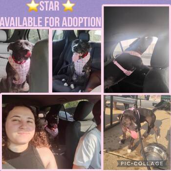 Star -  Pit Bull Terrier Dog for Adoption in Lacon, Illinois - Star | PetCurious