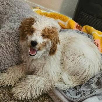 Goldendoodle Dogs Available for Adoption in Thayne, Wyoming - Mini Goldendoodle | PetCurious