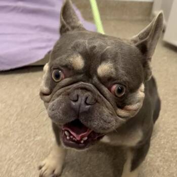 Rocko -  French Bulldog Dog for Adoption in League City, Texas - Rocko | PetCurious