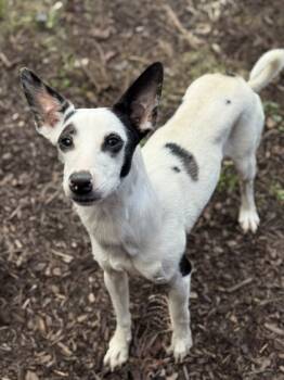 Rescue Terrier and Mixed Breed Dogs for Adoption in Knoxville, Tennessee - Stoogles | PetCurious