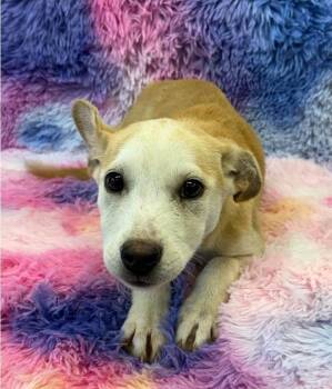 German Shepherd Dog and Cattle Dog Dogs Available for Adoption in Sedalia, Colorado - Sadie | PetCurious
