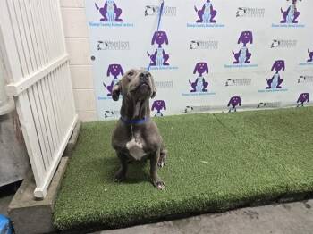 LILAC -  Pit Bull Terrier Dog for Adoption in Orlando, Florida - LILAC | PetCurious