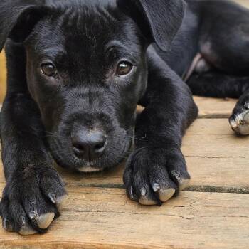 Rue -  Labrador Retriever and Boxer Dog for Adoption - Rue | PetCurious