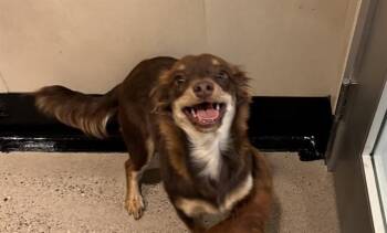 Rescue Terrier and Pomeranian Dogs for Adoption in Palo Alto, California - OAKLEY | PetCurious