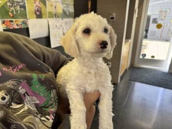 Maltese and Poodle Dogs Available for Adoption in Santa Monica, California - OSITO | PetCurious