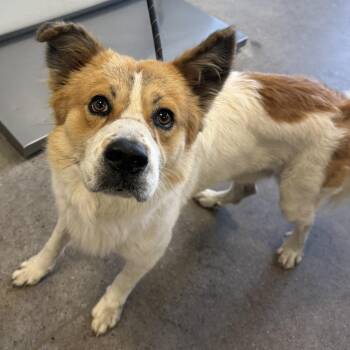 111560 -  Mixed Breed Dog for Adoption in Las Cruces, New Mexico - 111560 | PetCurious